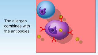 How Allergies Work Animation Understanding Allergic Reaction Immune System Video Symptom Treatment [upl. by Trebornhoj]