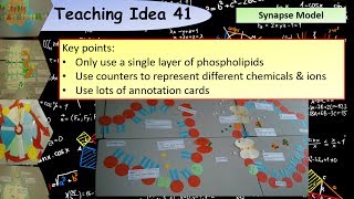 A Level Biology Modelling the synapse teaching activity [upl. by Noitna]