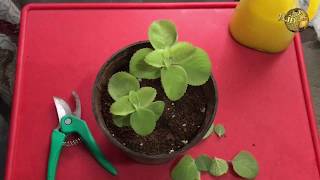 Ajwain Plant  a Magical Herbal Plant How to Grow Care and Propagate Ajwain Hindi Urdu [upl. by Onailime129]