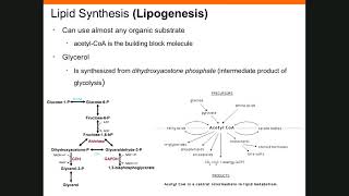 Chapter 25 Metabolism Part 2 [upl. by Buffum69]