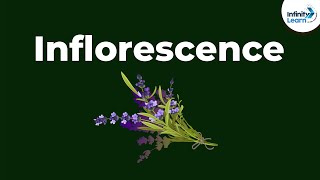 Types of Inflorescence  Morphology of Flowering Plants  Dont Memorise [upl. by Santos]