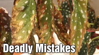 How to avoid Brown Leaves on Begonia Maculata Wightii [upl. by Hernandez751]