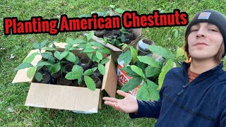 Planting Our American Chestnut Trees [upl. by Nnaes454]