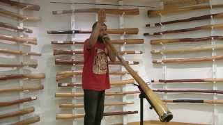 How To Imitate Animal Sounds On The Didgeridoo [upl. by Lenes]