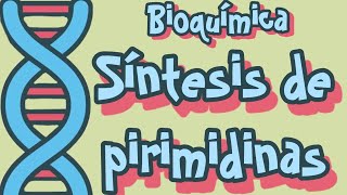 Bioquímica  Síntesis de Pirimidinas [upl. by Manthei872]