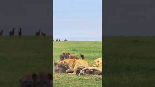 Lions Fighting Hyenas Groups trending animals shorts viralvideo [upl. by Neira]