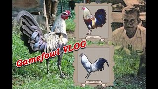 History of Grey Bloodline Gamefowl VLOG [upl. by Eiramadnil]