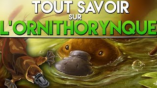 TOUT SAVOIR SUR LORNITHORYNQUE [upl. by Zeralda]