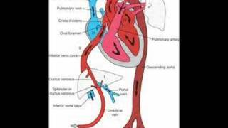 Fetal Circulation and Babys First Breath [upl. by Milicent25]