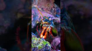 8 Incredible Abilities of Mantis Shrimp You Didnt Know About [upl. by Helfand306]