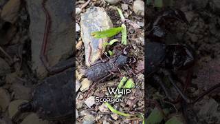 Vinegaroon scorpionwhip scorpion [upl. by Najib203]