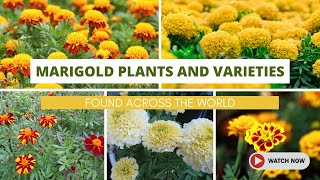 Best Marigold Flowers Plants and Varieties Found Across the World [upl. by Nesahc]