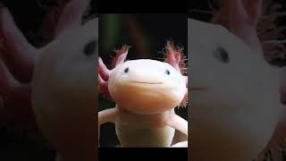 Look at that Smile axolotl smile smilyface happy animalfacts lafpack shorts [upl. by Bondie]