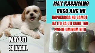 May UTI si Dagul I May kasamang dugo ang ihi ni Dagul I Mabisang gamot kahit tao pwede uminom [upl. by Patterson256]