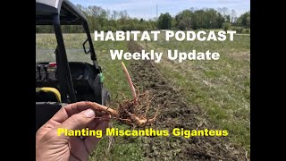 Habitat Podcast Weekly Update Miscanthus Giganteus Planting amp Care How To Plant DIY Screening Deer [upl. by Sauer472]