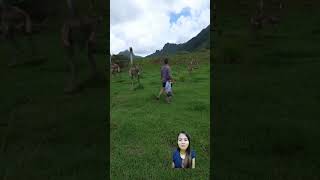 Awas Ketangkep TiRex Papah😱 dinosaur jurassicworld jurassicpark trex dino shortsvideo funny [upl. by Ewolram]