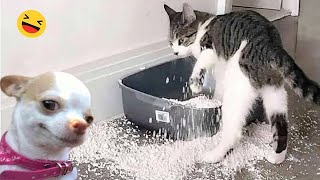 Funniest Cats And Dogs Videos 😁  Best Funny Animal Videos 2024 🥰6 [upl. by Ahsemat]