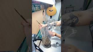 Using agar to inoculate allinone mushroom bags  a time lapse growmushrooms allinonemushroombag [upl. by Arlie]