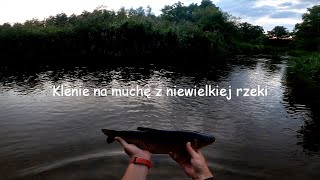 Klenie na muchę z niewielkiej rzeki [upl. by Lavery]