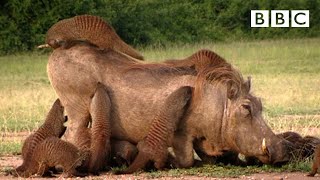 This Warthog took a trip to the Mongoose Spa  Banded Brothers  BBC [upl. by Ailime]