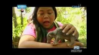 Ang endangered animal na pangolin o balintong kinilala ni Maey B [upl. by Grefe]