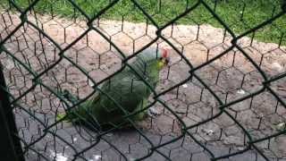 Perico en zoológico de Zacango [upl. by Richlad580]