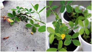 How To Grow Arachis Pintoi  Cara Tanam Keratan Bunga Arachis Pintoi [upl. by Keller]