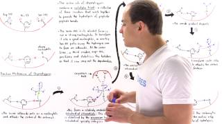 Mechanism of Chymotrypsin and Catalytic Triad [upl. by Ecilayram679]