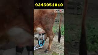 சிறு மாட்டு பண்ணையாளர்களுக்கான பால் கறவை இயந்திரம் MDMன் MAHA MILKING MACHINE For small farm mdm [upl. by Thatch]