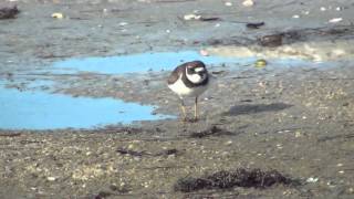 Photographing Baby Piping Plovers under an Ontario Sunset POV Bird Photography [upl. by Sterne]