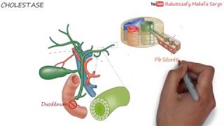 Calculs biliaires Symptômes Définition Diagnostic Traitements [upl. by Hooke]