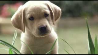 Quill The Life of a Guide Dog  Official trailer [upl. by Idnerb]