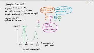 138 Absorption amp Action Spectrum Cambridge AS A Level Biology 9700 [upl. by Ashly]