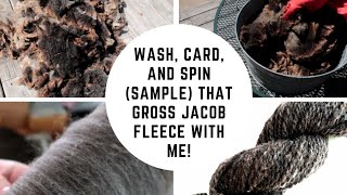 How To Wash A Fleece Jacob the EASY Way for LongdrawWoollen Spinning [upl. by Atsyrc852]