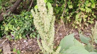 Amaranthus viridis  green Amaranth  Pigweed  जंगली चौलाई [upl. by Phoebe981]