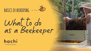 Beekeeping in the Philippines  What to do as a Beekeeper [upl. by Anauqcaj]