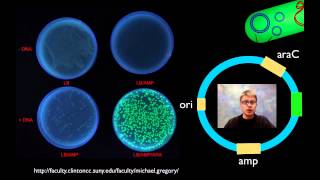 AP Biology Lab 6 Molecular Biology [upl. by Hildick133]