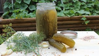 Canning Crunchy Dill Pickles recipe and full canning walkthrough [upl. by Asserat395]