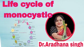 Life cycle of Monocystis BSc and all Compatative exam aradhanamambiology [upl. by Riane924]