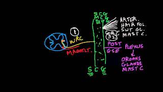 Nociception 4 of 4 Sympathetic Effects continuedmp4 [upl. by Sissie104]