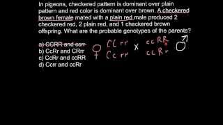 How to solve problems with Dihybrid Crosses [upl. by Amron426]