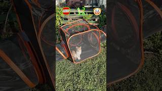 Cat Tunnel Lifehacks 172 [upl. by Notsnarc223]