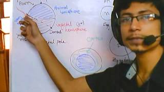 Developmental biology part 1  introduction and grey crescent formation [upl. by Eytteb247]