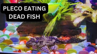 Pleco Ate My FishPleco eating dead fish plecofish [upl. by Sennahoj180]