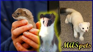 Keeping Stoats as Pets  Shorttailed WeaselErmine as Pets [upl. by Assirk221]