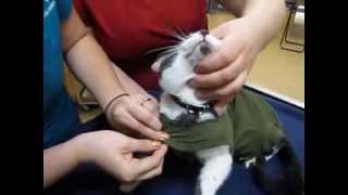 How to put a baby onesie on a cat [upl. by Htebazila]