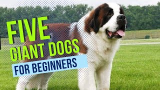 Giant Dog Breeds Made Easy for Beginners [upl. by Norreg40]