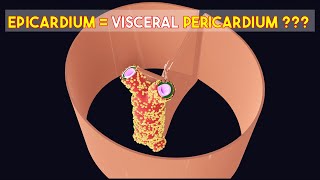 Is Visceral Pericardium SAME as Epicardium🤔 3D Visual Lecture [upl. by Ayekim603]