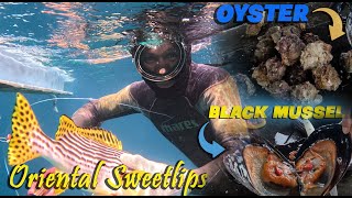 DAY DIVE🤿 EP2  ORIENTAL SWEETLIPS  OYSTER amp BLACK MUSSEL SEAFOODS Catch amp Cook🇵🇭 [upl. by Cralg]