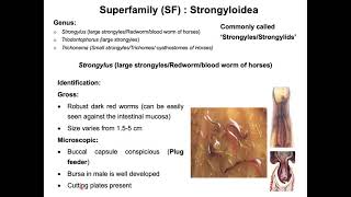 StrongylosisHorse red wormStrongylus vulgarisDr Alim II Bangla Full lecture II [upl. by Querida]